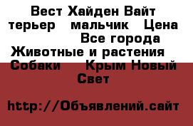 Вест Хайден Вайт терьер - мальчик › Цена ­ 35 000 - Все города Животные и растения » Собаки   . Крым,Новый Свет